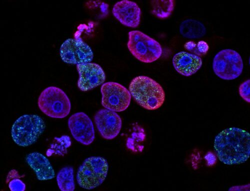 Wie chinesische Heilkräuter PMS bekämpfen: Multi-Omics-Studie entschlüsselt Doppelwirkung über Darmmikrobiom und Neuroinflammation