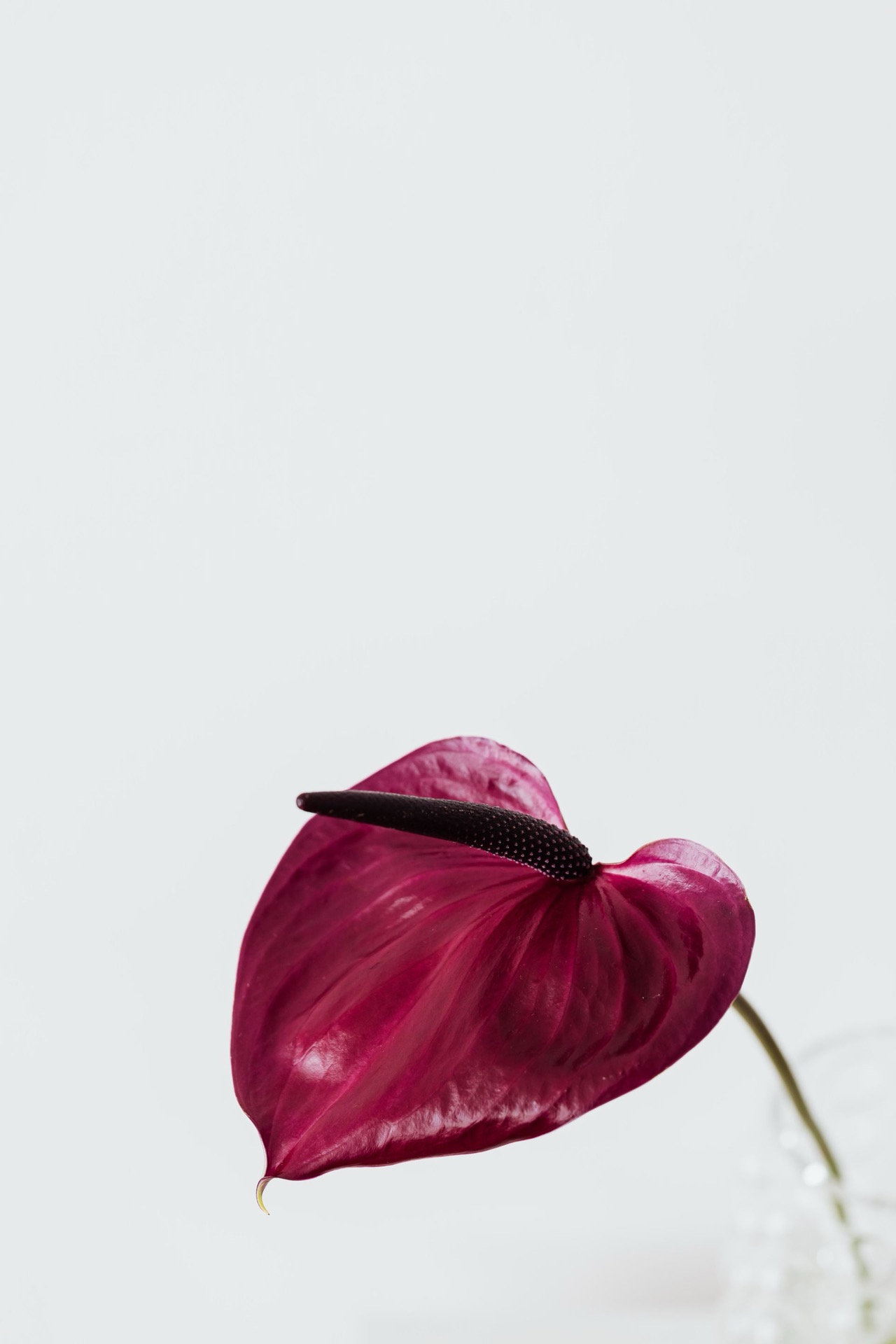Das Schwarze Gold der Lutealphase: Bangladeshische RCT-Studie zeigt – Nigella sativa (Schwarzkümmel) lindert PMS-Symptome durch Hormonmodulation
